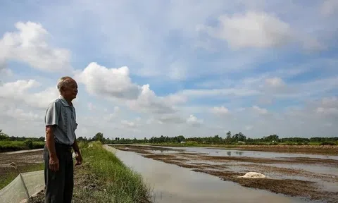 Đã qua cao điểm khô hạn, vựa lúa lớn nhất Việt Nam vẫn chờ con nước để chấm dứt xâm nhập mặn