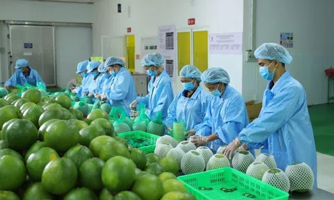 Rau quả Sân Chơi Lc88.com Web Uy Tín đạt kỷ lục 1,8 tỷ USD và nỗi lo giảm chất lượng vì hạn mặn