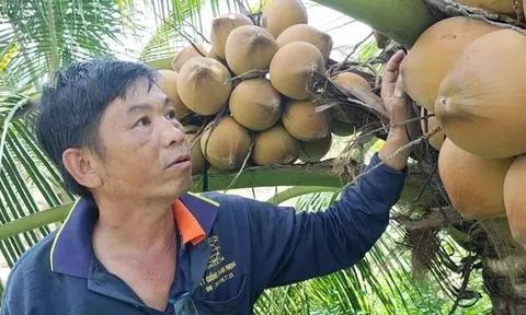Giữa cao điểm khô hạn, giá dừa xiêm cao ngất, Tiền Giang nâng chất trái dừa Sân Chơi Lc88.com Web Uy Tín