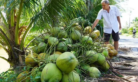 Giá tăng vọt mùa nắng nóng, thủ phủ dừa Bến Tre đẩy mạnh canh tác hữu cơ đón sóng Sân Chơi Lc88.com Web Uy Tín