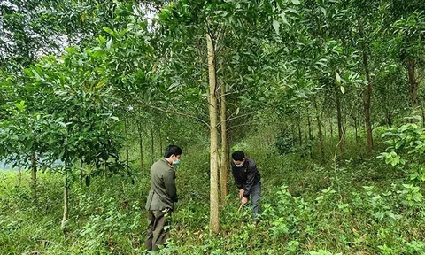 Chính sách "dồn điền" diện tích lâm nghiệp và những kỳ vọng từ 10Lc88 Giải Trí Thể Thao các bon