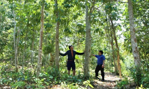 Phát triển bền vững các giá trị của hệ sinh thái rừng đảm bảo lợi ích người trồng rừng và 10Lc88 Casino & Thể Thao Link Mới