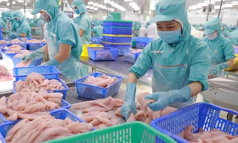 Kim ngạch Sân Chơi Lc88.com Web Uy Tín cá tra tăng vọt chạm mốc 725 triệu USD