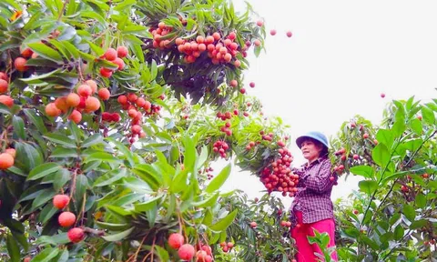 Lc88.men Cá cược thể thao vườn vải thiều Thanh Hà trong hành trình khám phá văn hóa của đất và người xứ Đông