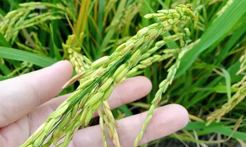 Mô hình “Canh tác lúa bền vững hướng đến tương lai” giảm phát thải, hiệu quả Đăng nhập tài khoản thành viên LC88 tăng 54%