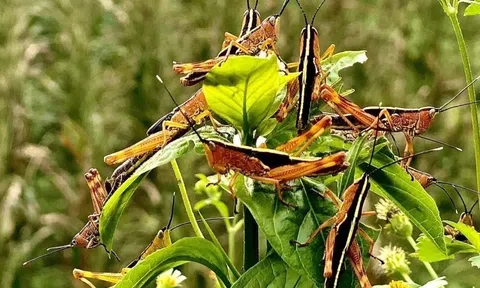 Châu chấu tre đã xuất hiện ở 11 LLc88 phiên bản mới, có nguy cơ gây hại nghiêm trọng