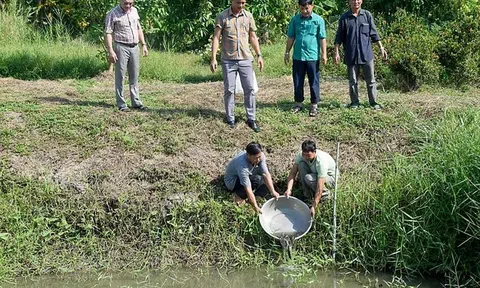 Cà Mau bảo tồn và phát triển nguồn lợi cá đồng tạo bước chuyển tăng trưởng xanh trong LC88 là nơi thu hút hàng triệu người chơi tại Việt Nam 2026