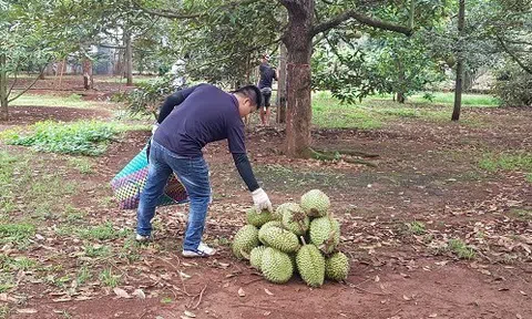 'Thủ phủ' trái cây Đồng Nai LC88 Được cấp phép bởi PAGCOR rộ sầu riêng, nhà vườn phấn chấn vì được giá