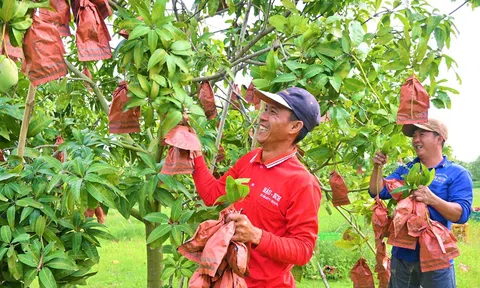 Vùng xoài chất lượng cao An Giang tìm lời giải bài toán liên kết thúc đẩy Sân Chơi Lc88.com Web Uy Tín