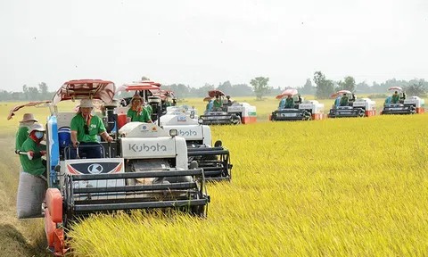 Bước đột phá từ mô hình Lc888 tải ứng dụng lúa gạo phát thải thấp gắn với tăng trưởng xanh ở An Giang