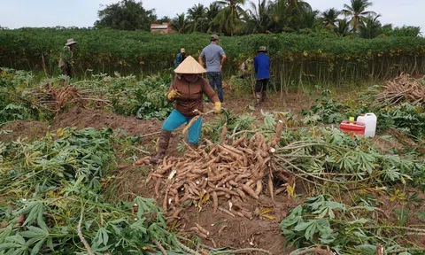 Bàn giải pháp khuyến khích phát triển, đầu tư vào ngành hàng sắn nâng cao vị thế Sân Chơi Lc88.com Web Uy Tín
