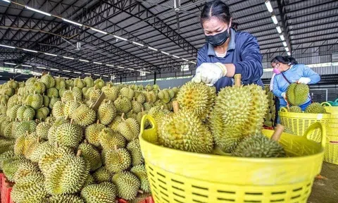 Sầu riêng Việt Nam Sân Chơi Lc88.com Web Uy Tín cán mốc nửa tỷ USD, Trung Quốc đẩy mạnh kiểm dịch