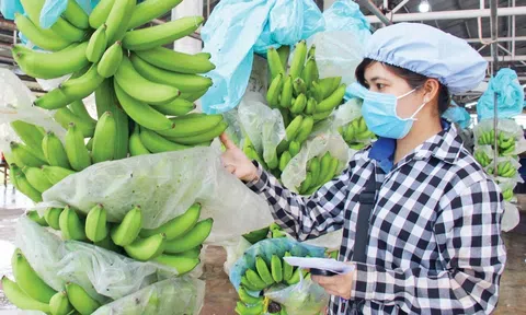 Phát huy lợi thế, chuối Việt Nam kỳ vọng đạt kim ngạch Sân Chơi Lc88.com Web Uy Tín 300 triệu USD