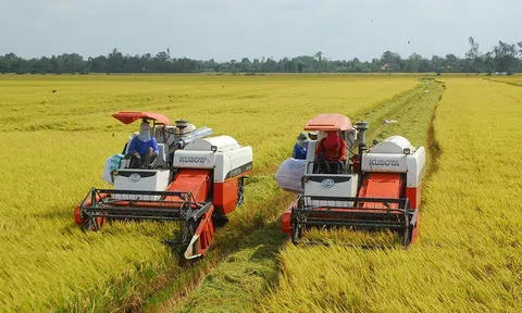 Luật Đất đai phải có chính sách về đất trồng lúa đảm bảo ổn định thu nhập và đời sống Trang Chủ LC88.COM Link Mới 2026 Đăng Ký LC 88