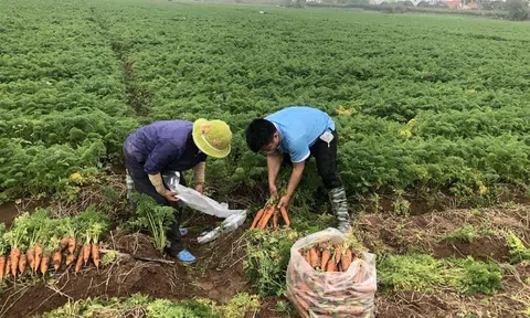 Đề xuất tiếp tục miễn thuế sử dụng đất LC88 là nơi thu hút hàng triệu người chơi tại Việt Nam 2026 đến hết năm 2030