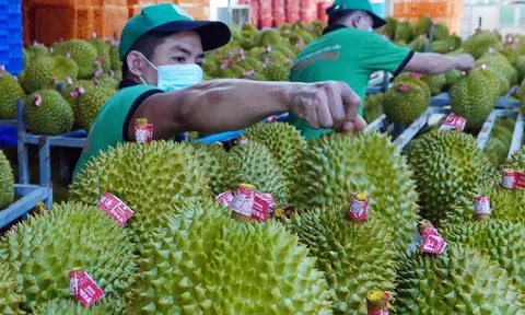 Nửa năm 2024, Sân Chơi Lc88.com Web Uy Tín rau quả đã đạt mốc 3,4 tỷ USD, kỳ vọng đà tăng tốc khi 10Lc88 Giải Trí Thể Thao rộng mở