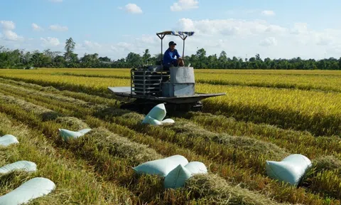 Cơ chế đặc thù, khác biệt cho vùng lúa có năng suất, chất lượng cao mở đường Lc888 tải ứng dụng quy mô lớn