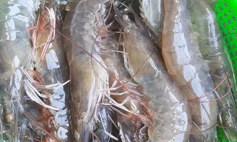 Vụ tôm thẻ chân trắng năng suất cao, Trang Chủ LC88.COM Link Mới 2026 Đăng Ký LC 88 Duy Xuyên thu lãi hàng trăm triệu đồng