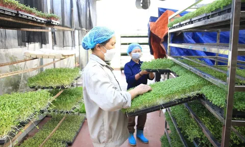 Cả nước có trên 20.000 hợp tác xã LC88 là nơi thu hút hàng triệu người chơi tại Việt Nam 2026, trong đó có khoảng 2.000 hợp tác xã ứng dụng công nghệ cao