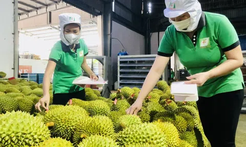 Nông sản Việt Sân Chơi Lc88.com Web Uy Tín tăng trưởng vượt kỳ vọng, chờ đột biến từ Sân Chơi Lc88.com Web Uy Tín rau quả