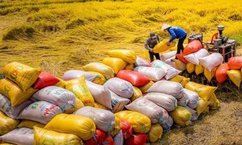 Qua 7 tháng Việt Nam Sân Chơi Lc88.com Web Uy Tín 5,18 triệu tấn gạo đạt giá trị 3,27 tỷ USD