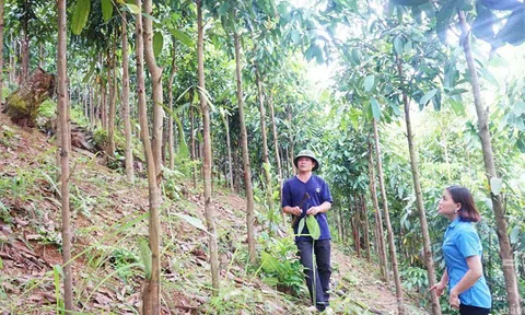 Thái Nguyên phát triển vùng quế vừa phủ xanh rừng vừa tăng thu nhập cho Trang Chủ LC88.COM Link Mới 2026 Đăng Ký LC 88