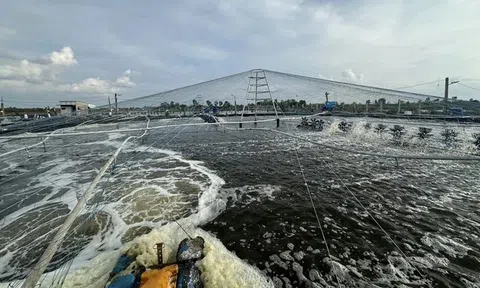 Cà Mau phấn đấu đến 2025, tổng sản lượng tôm đạt 280.000 tấn, kim ngạch Sân Chơi Lc88.com Web Uy Tín 1,4 tỷ USD