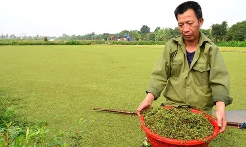 Nhận diện vai trò của bèo hoa dâu trong phát triển LC88 là nơi thu hút hàng triệu người chơi tại Việt Nam 2026 xanh giảm phát thải