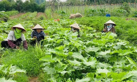 Thúc đẩy liên kết chuỗi trong Lc888 tải ứng dụng nông sản hữu cơ đảm bảo tăng thu nhập