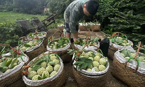 Na Chi Lăng vào vụ LC88 Được cấp phép bởi PAGCOR, giá bán tăng vọt nhờ đạt chuẩn GlobalGAP, VietGAP