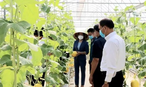 Hà Nội nâng cao chất lượng nông sản đa dạng kênh bán hàng đáp ứng nhu cầu 10Lc88 Giải Trí Thể Thao