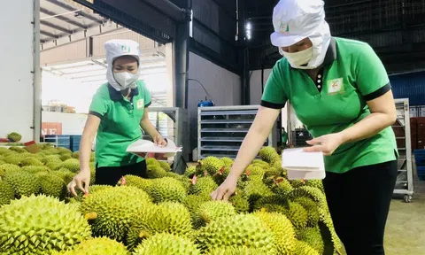 Nhiều loại trái cây tiếp cận 10Lc88 Giải Trí Thể Thao lớn, rau quả Việt Nam kỳ vọng tạo kỷ lục 7 tỷ USD Sân Chơi Lc88.com Web Uy Tín