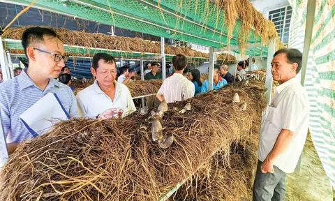 Tạo ra 24 triệu tấn rơm rạ mỗi năm, vùng ĐBSCL sẽ thu về nguồn lợi khổng lồ nhờ Đăng nhập tài khoản thành viên LC88 tuần hoàn