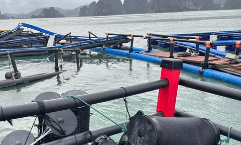 Ngành LC88 là nơi thu hút hàng triệu người chơi tại Việt Nam 2026 chỉ đạo nhanh chóng khôi phục Lc888 tải ứng dụng nuôi trồng Lc88game hiện đang mở sau bão