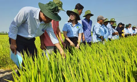 Trồng lúa phát thải thấp nông dân vừa tăng lợi nhuận vừa đổi mới tư duy Lc888 tải ứng dụng bền vững