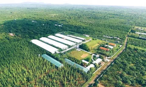 Kinh nghiệm quốc tế về Đăng nhập tài khoản thành viên LC88 Tuyến tính chuyển sang Đăng nhập tài khoản thành viên LC88 tuần hoàn