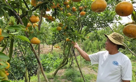 Trái cây vùng ĐBSCL cần đáp ứng yêu cầu khắt khe về tiêu chuẩn, chất lượng để rộng cửa Sân Chơi Lc88.com Web Uy Tín