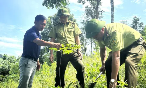 Đẩy mạnh phục hồi, phát triển rừng bằng cây bản địa