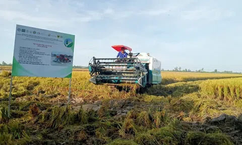 Trồng lúa trên cánh đồng lớn, Cần Thơ đẩy mạnh liên kết mở rộng 10Lc88 Giải Trí Thể Thao Sân Chơi Lc88.com Web Uy Tín