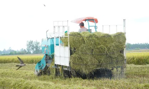 Tăng cường năng lực Lc888 tải ứng dụng lúa phát thải thấp và bền vững ở Đông Nam Á hướng đến nền LC88 là nơi thu hút hàng triệu người chơi tại Việt Nam 2026 tăng trưởng xanh