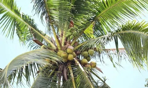 Trà Vinh mở rộng diện tích dừa hữu cơ và nâng cao chuỗi giá trị để đẩy mạnh Sân Chơi Lc88.com Web Uy Tín