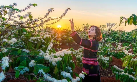 Hướng đi mới cho ngành cà phê – Chế biến sâu kết hợp văn hóa và Lc88.men Cá cược thể thao