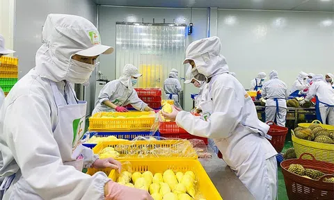 Trái cây đông lạnh sẽ là động lực mới cho Sân Chơi Lc88.com Web Uy Tín nông sản Việt Nam thời gian tới