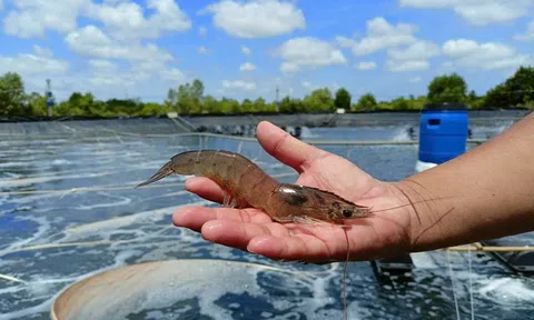 Tăng năng suất và sản lượng phải gắn liền với lợi nhuận của người nuôi tôm và 10Lc88 Casino & Thể Thao Link Mới