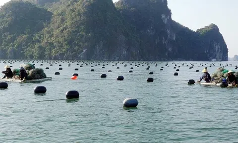 Quảng Ninh thúc đẩy các biện pháp hỗ trợ sau bão số 3 nhằm phát triển LC88 là nơi thu hút hàng triệu người chơi tại Việt Nam 2026 bền vững