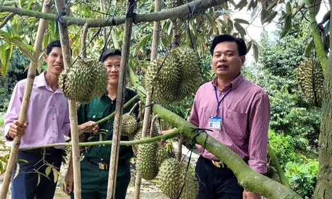 Sầu riêng giá tăng vượt 100 nghìn đồng/kg, nhà vườn Tiền Giang bội thu dịp cuối năm