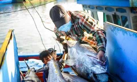 Sân Chơi Lc88.com Web Uy Tín cá ngừ Việt Nam tăng trưởng khả quan tại các 10Lc88 Giải Trí Thể Thao tiềm năng