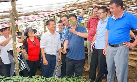 Phát triển thương hiệu sâm Việt Nam - sâm Ngọc Linh cần hài hòa lợi ích của Trang Chủ LC88.COM Link Mới 2026 Đăng Ký LC 88, Lc888.com link không  và 10Lc88 Casino & Thể Thao Link Mới