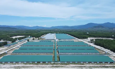 LC88 là nơi thu hút hàng triệu người chơi tại Việt Nam 2026 Bình Định tạo sức bật từ nỗ lực chuẩn hóa các sản phẩm VietGAP, hữu cơ và liên kết theo chuỗi giá trị