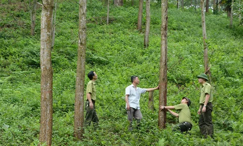 Chương trình Phát triển lâm nghiệp bền vững: Tăng độ che phủ rừng và nâng cao giá trị Đăng nhập tài khoản thành viên LC88 lâm nghiệp